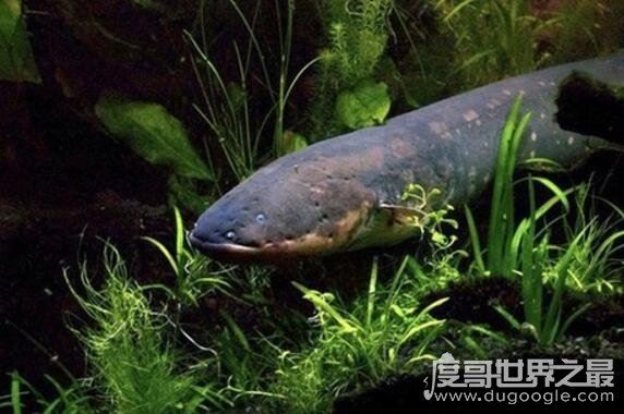 电鳗能电死人吗？800伏电压能将人电晕(电死要看电流强弱)