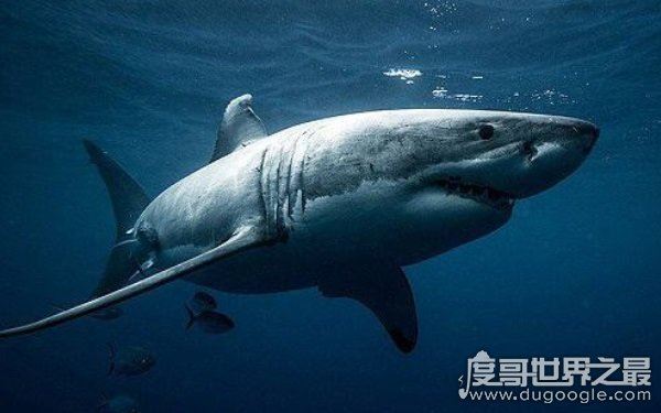 海洋里的霸主,世界十大怪异鲨鱼分别是哪些(生性凶残)