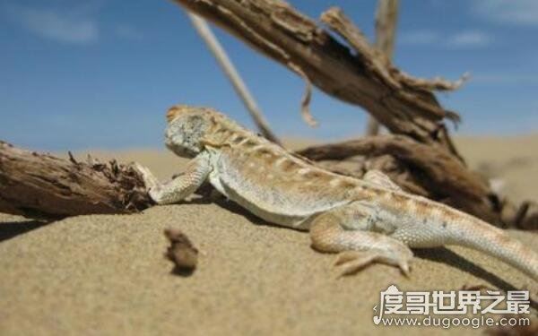 罗布泊恐怖生物照片记录,沙漠中出现不明生物(有可能是变种蜥蜴)