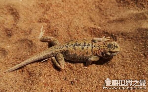 罗布泊恐怖生物照片记录,沙漠中出现不明生物(有可能是变种蜥蜴)