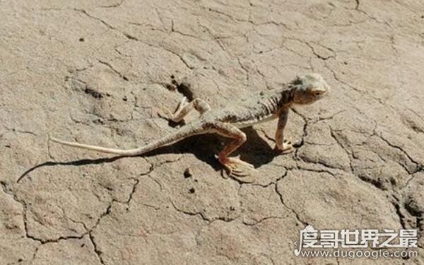 罗布泊恐怖生物照片记录,沙漠中出现不明生物(有可能是变种蜥蜴)