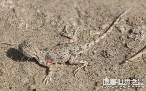 罗布泊恐怖生物照片记录，沙漠中出现不明生物(有可能是变种蜥蜴)