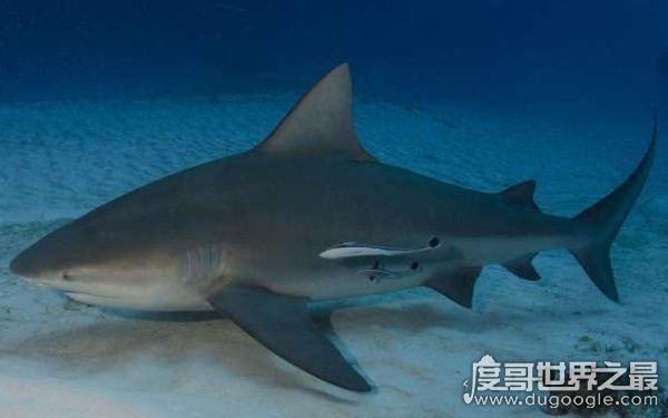 海洋里的霸主,世界十大怪异鲨鱼分别是哪些(生性凶残)