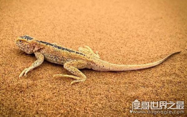 罗布泊恐怖生物照片记录，沙漠中出现不明生物(有可能是变种蜥蜴)