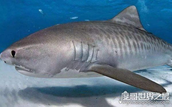 海洋里的霸主，世界十大怪异鲨鱼分别是哪些（生性凶残）