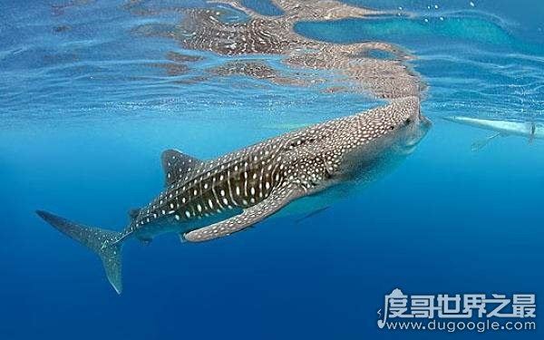 海洋里的霸主,世界十大怪异鲨鱼分别是哪些(生性凶残)
