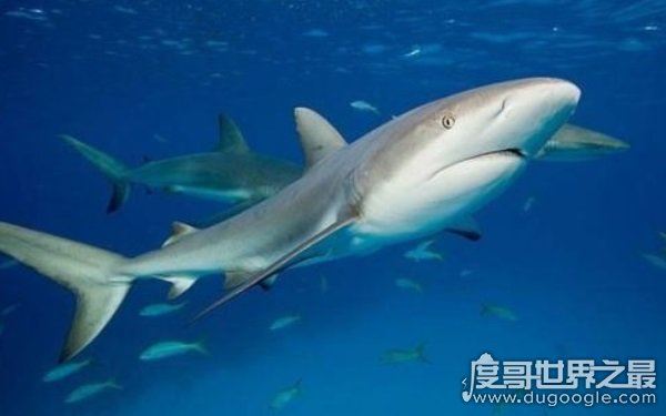 海洋里的霸主，世界十大怪异鲨鱼分别是哪些（生性凶残）