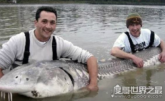 威尼斯水怪之谜真相,湖面泛起巨大的浪花(推测可能是巨型鲶鱼)