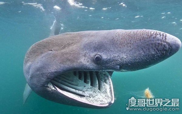 海洋里的霸主，世界十大怪异鲨鱼分别是哪些（生性凶残）