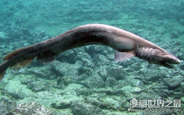 海洋里的霸主，世界十大怪异鲨鱼分别是哪些（生性凶残）