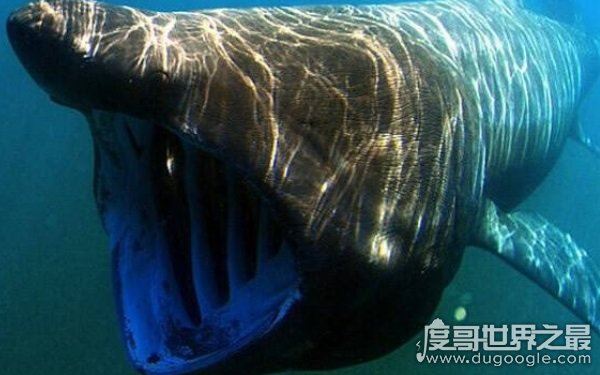 海洋里的霸主,世界十大怪异鲨鱼分别是哪些(生性凶残)