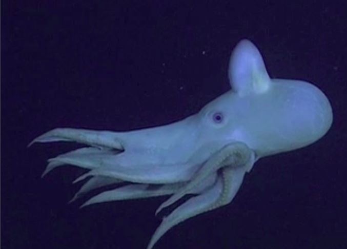 世界上最稀奇的十种生物，一种也没见过（稀奇古怪）