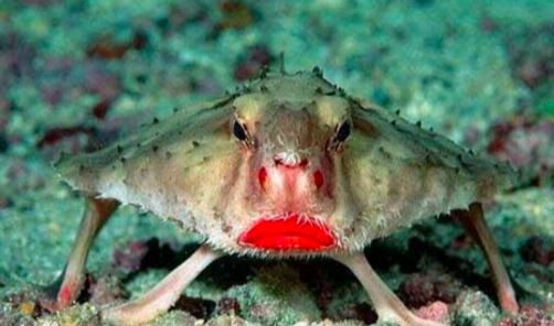 世界上最稀奇的十种生物，一种也没见过（稀奇古怪）