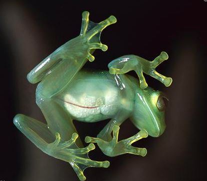 世界上最稀奇的十种生物，一种也没见过（稀奇古怪）