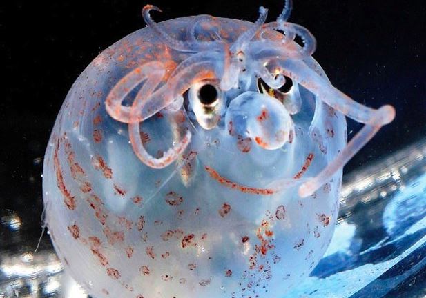 世界上最稀奇的十种生物，一种也没见过（稀奇古怪）