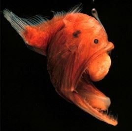 世界上最稀奇的十种生物，一种也没见过（稀奇古怪）