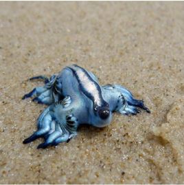 世界上最稀奇的十种生物，一种也没见过（稀奇古怪）