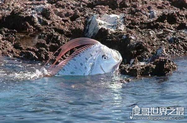皇带鱼的恐怖传说，它的出现总是伴随着地震与海啸