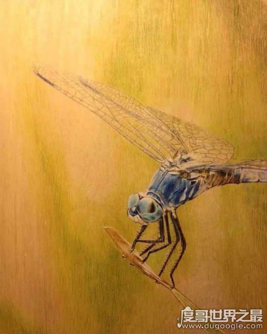 王昱珩老婆张梦圆拜金，导致与水哥王昱珩婚姻破裂