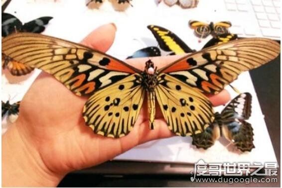 世界上最毒的蝴蝶,非洲长翅凤蝶(一只蝴蝶可毒死6只家猫)