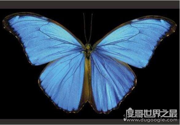 世界上最毒的蝴蝶,非洲长翅凤蝶(一只蝴蝶可毒死6只家猫)