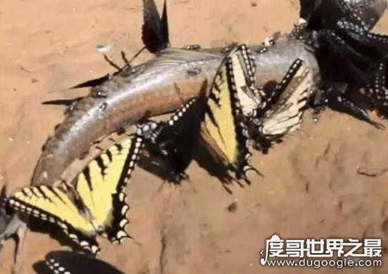 世界上最毒的蝴蝶，非洲长翅凤蝶(一只蝴蝶可毒死6只家猫)