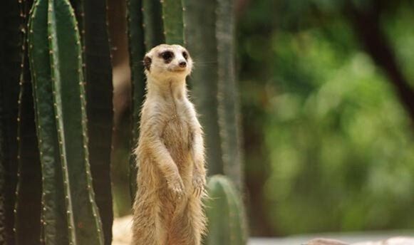 蛇的天敌蛇獴也叫蛇玝，免疫蛇毒能咬死眼镜蛇