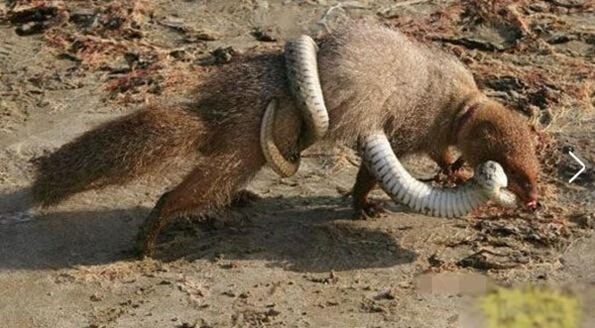 蛇的天敌蛇獴也叫蛇玝，免疫蛇毒能咬死眼镜蛇