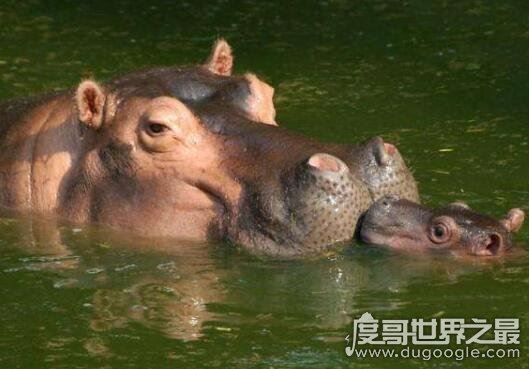 胖胖的河马在水里如何移动的？在水里行走(6月22日蚂蚁庄园答案)