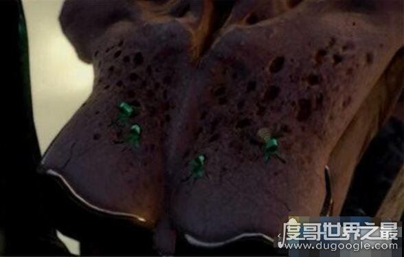 莲蓬乳是什么？像莲蓬一样的乳房竟是真的存在(慎入)