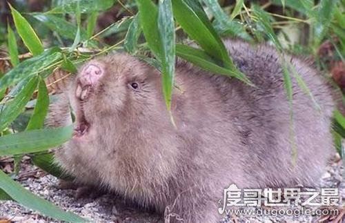 直播弹幕中卖竹鼠是什么梗,其实就是带节奏