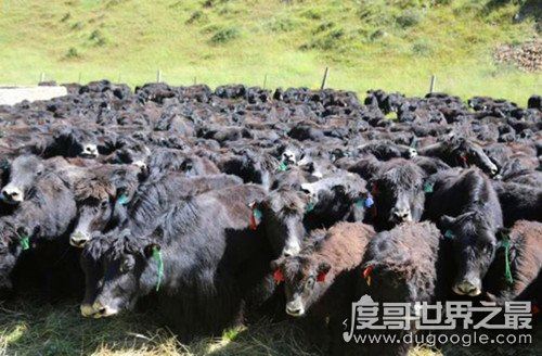 中国培育出世界首个无角牦牛，特点：性情温顺易于管理