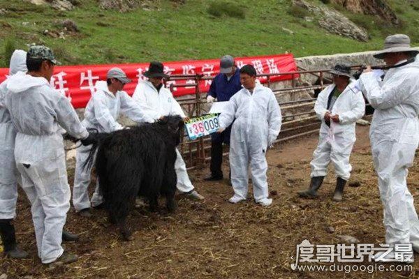 中国培育出世界首个无角牦牛，特点：性情温顺易于管理