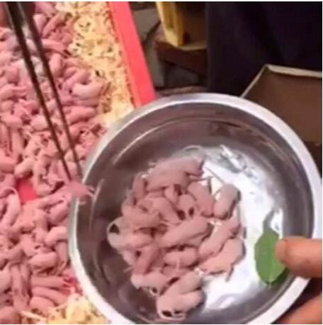 禁菜三吱儿的食用步骤分解,生吃活老鼠(胆小勿试)