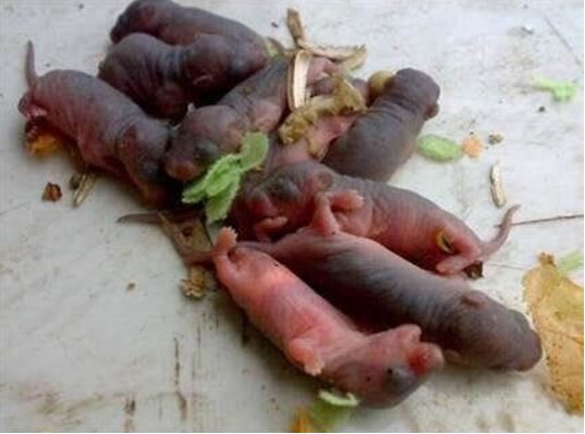 禁菜三吱儿的食用步骤分解，生吃活老鼠(胆小勿试)