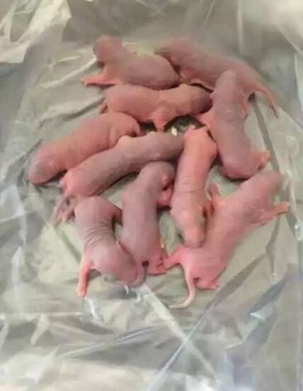 禁菜三吱儿的食用步骤分解，生吃活老鼠(胆小勿试)