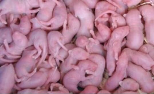 禁菜三吱儿的食用步骤分解，生吃活老鼠(胆小勿试)