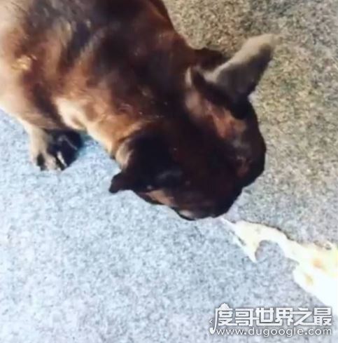 鲱鱼罐头狗吐了的视频，狗狗只是闻了一下(吐出早饭)