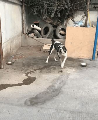 鲱鱼罐头狗吐了的视频，狗狗只是闻了一下(吐出早饭)