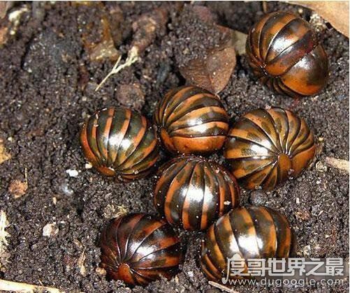 令人自燃的赤焰金龟，原型是滚山球马陆(是治病救人的药虫)