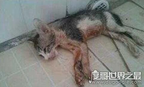 微波炉虐猫事件,男子残忍将猫放入微波炉活活烤死