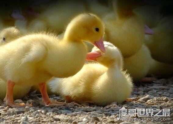 鸭子是什么动物,是脊椎动物(是雁形目鸭科鸭属动物的总称)