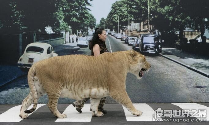 世界上最大的猫科动物,狮子和老虎杂交产物狮虎兽(体积是老虎两倍)