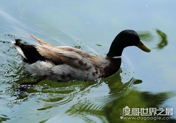 鸭子是什么动物，是脊椎动物(是雁形目鸭科鸭属动物的总称)