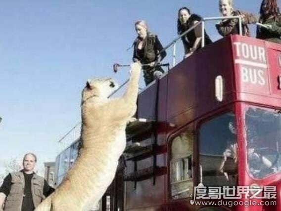 世界上最大的猫科动物,狮子和老虎杂交产物狮虎兽(体积是老虎两倍)