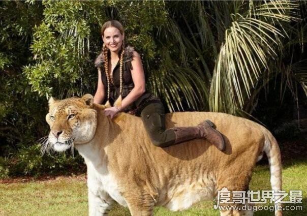 世界上最大的猫科动物,狮子和老虎杂交产物狮虎兽(体积是老虎两倍)