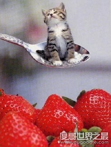 世界上最大的猫科动物,狮子和老虎杂交产物狮虎兽(体积是老虎两倍)