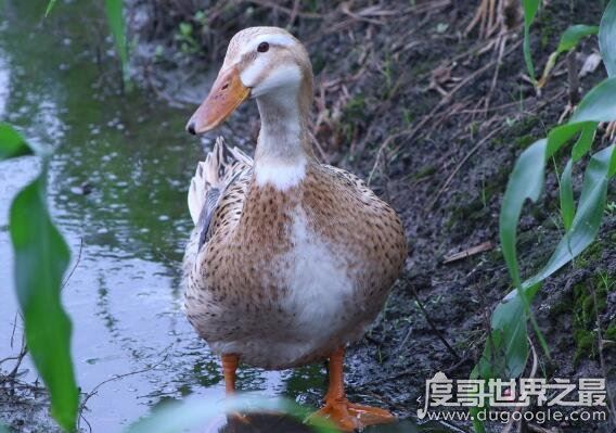 鸭子是什么动物，是脊椎动物(是雁形目鸭科鸭属动物的总称)