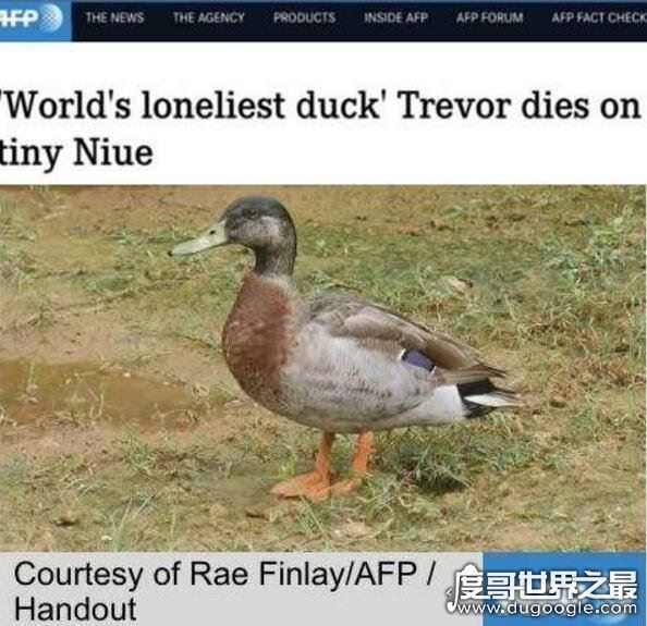 鸭子是什么动物，是脊椎动物(是雁形目鸭科鸭属动物的总称)