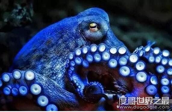 章鱼的血液是什么颜色，是蓝色的(因为血液中的铜离子是蓝色)